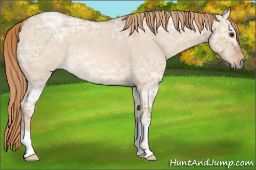 Horse Color: Red Dun Ice Roan 