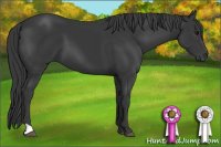 Horse Color:Black 
