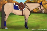 Horse Color:Amber Champagne Rabicano 