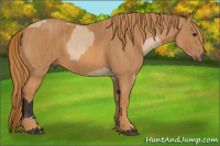 Horse Color:Bay Dun Splash Frame  Brindle