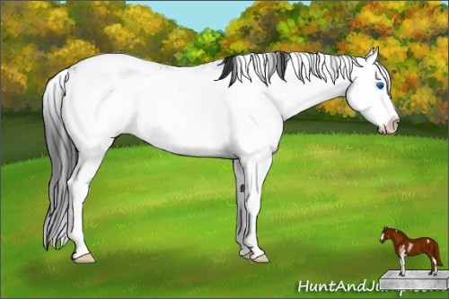 Horse Color: Black Sabino Splash 