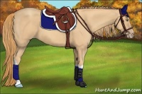 Horse Color:Gold Champagne 