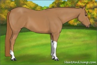 Horse Color:Chestnut Tobiano