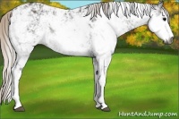 Horse Color:Gray Silver Black Sabino 
