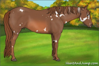 Horse Color:White Spotted Liver Chestnut Sabino