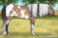 Horse Color:White Spotted Bay Dun