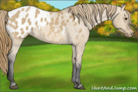 Horse Color:Buckskin Dun Blanket 