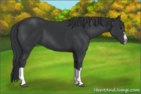 Horse Color:Black Splash Frame 