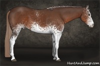 Horse Color:White Spotted Liver Chestnut 