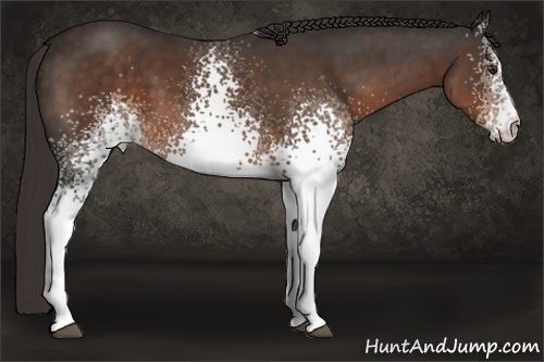 Horse Color: White Spotted Liver Chestnut 