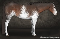 Horse Color:White Spotted Liver Chestnut 