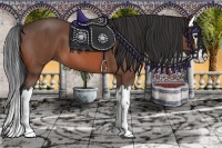 Horse Color:Bay Roan Splash 
