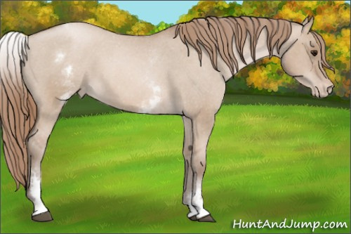 Horse Color: White Spotted Grullo Pearl Varnish Rabicano 