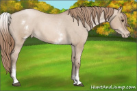 Horse Color:White Spotted Grullo Pearl Appaloosa Rabicano