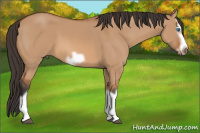 Horse Color:Bay Dun Splash Frame