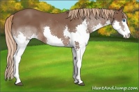 Horse Color:White Spotted Liver Chestnut Splash 