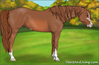 Horse Color:Liver Chestnut Sabino