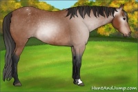 Horse Color:Gray Bay Blanket Rabicano 