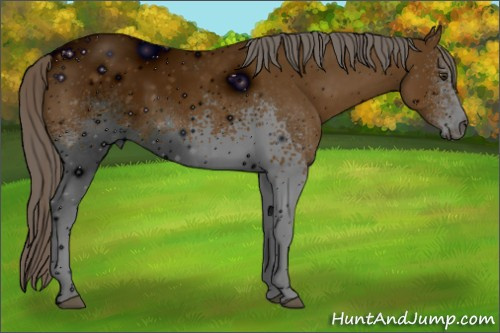 Horse Color: ERROR: UNKNOWN ANOMALY