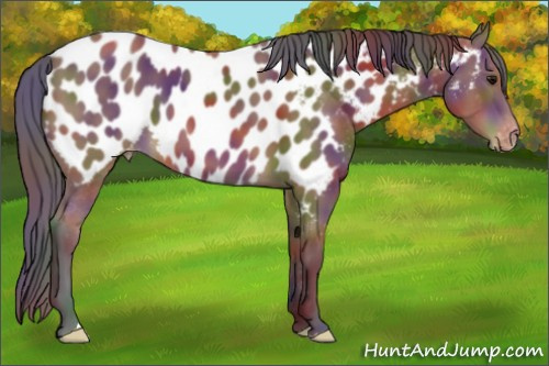 Horse Color: Nacre Bay Near Leopard 
