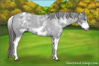 Horse Color:White Spotted Blue Roan Splash Frame Appaloosa 