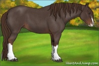 Horse Color:Liver Red Roan Splash 
