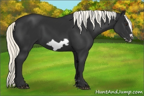 Horse Color: Liver Chestnut Frame 