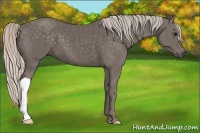 Horse Color:Silver Black