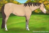 Horse Color:Amber Champagne 