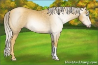 Horse Color:Gray Gold Cream Champagne