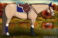 Horse Color:Amber Champagne 