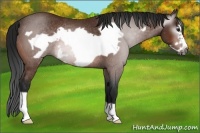 Horse Color:Gray Bay Frame Rabicano 