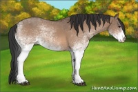 Horse Color:White Spotted Bay Dun 