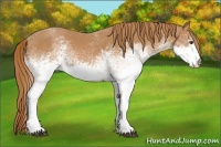 Horse Color:White Spotted Chestnut 