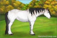 Horse Color:White Spotted Bay Dun