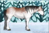 Horse Color:Gray White Spotted Bay 