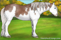 Horse Color:Silver Black Splash 