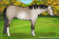 Horse Color:Gray Smoky Grullo 
