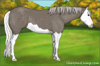 Horse Color:Silver Smoky Black Splash
