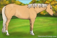 Horse Color:Palomino Rabicano 