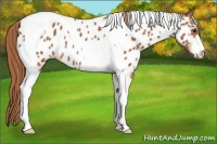Horse Color:Chestnut Sabino Tobiano Appaloosa 