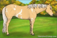 Horse Color:White Spotted Palomino 