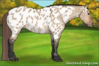 Horse Color:Bay Dun Appaloosa 