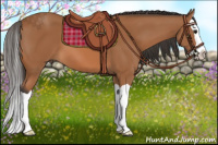 Horse Color:Bay Splash