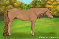 Horse Color:Chestnut Sabino 