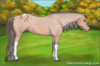 Horse Color:Bay Blanket 