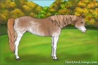 Horse Color:White Spotted Chestnut 