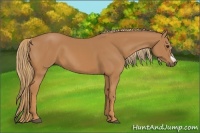 Horse Color:Chestnut Frame 