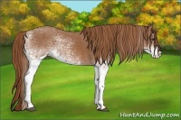Horse Color:White Spotted Chestnut 