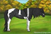 Horse Color:Black Tobiano 